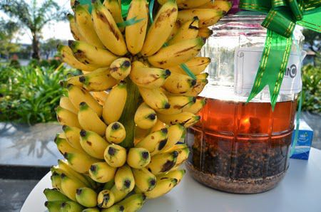 Hướng dẫn cách ủ rượu chuối thơm ngon đúng chuẩn 